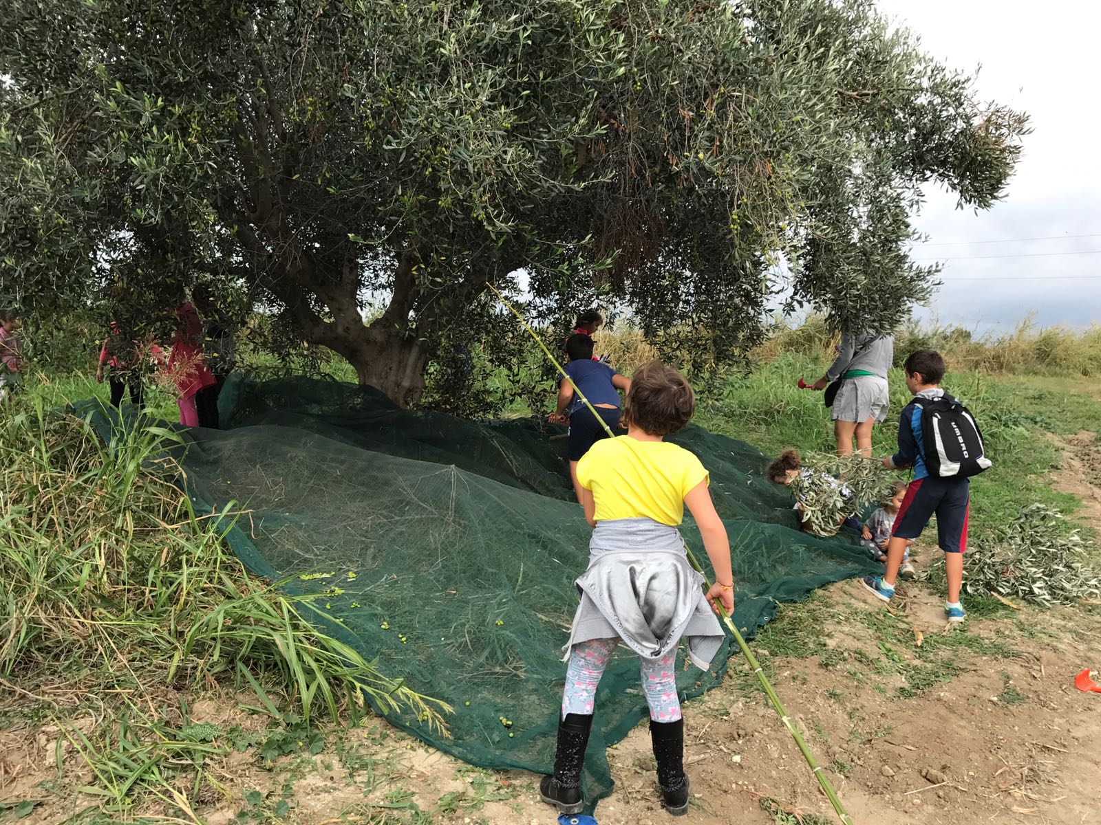 Il nostro Olio