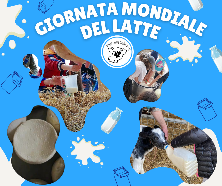 Arriva il marchio De.C.O. alla Fattoria Salvucci …