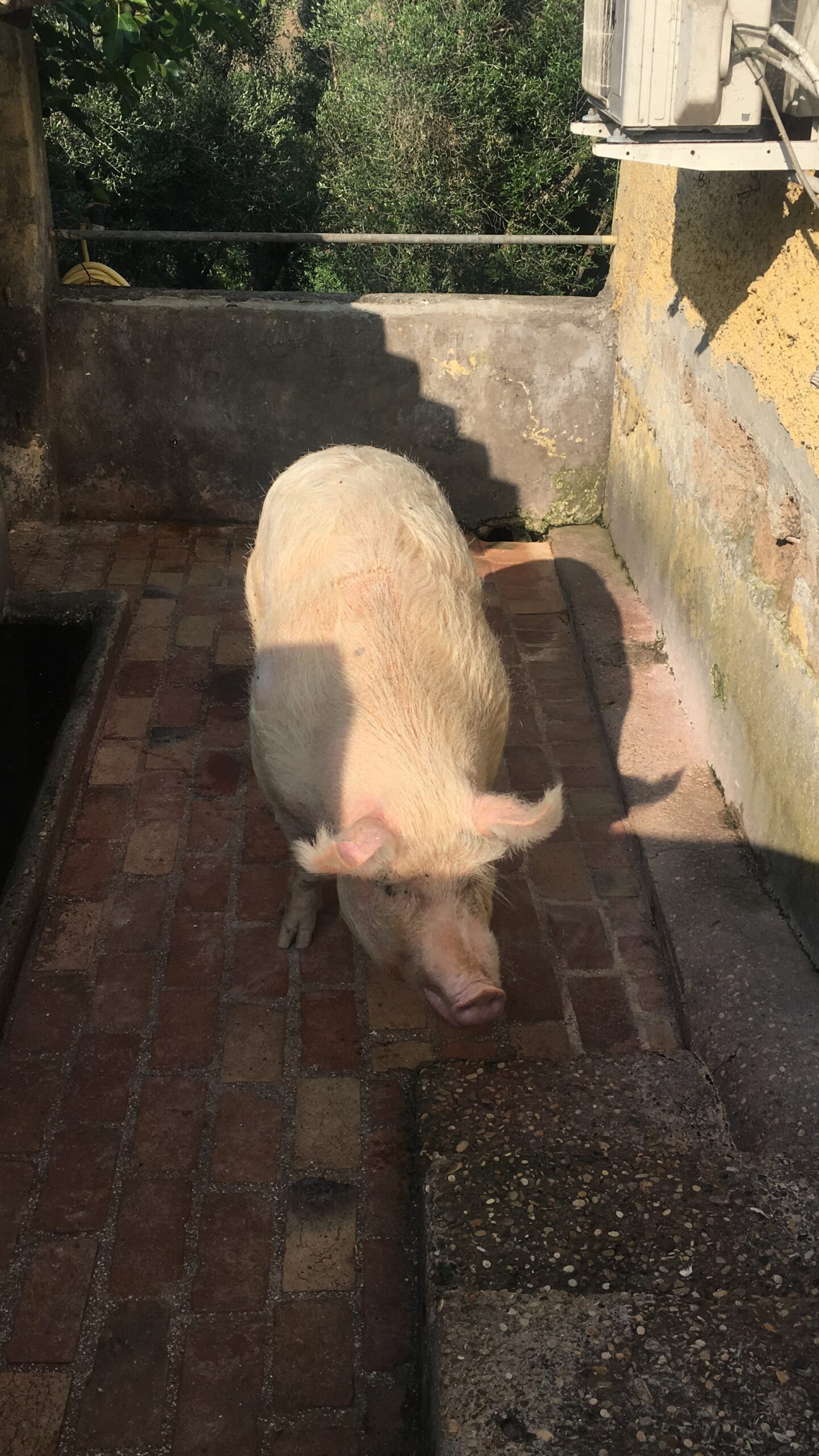 Festa di Primavera alla Fattoria Salvucci