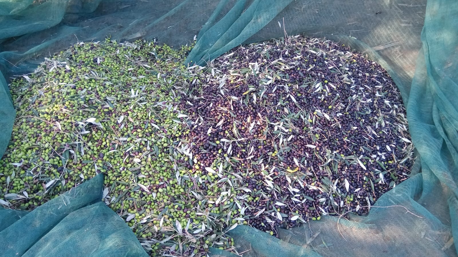 Il nostro Olio