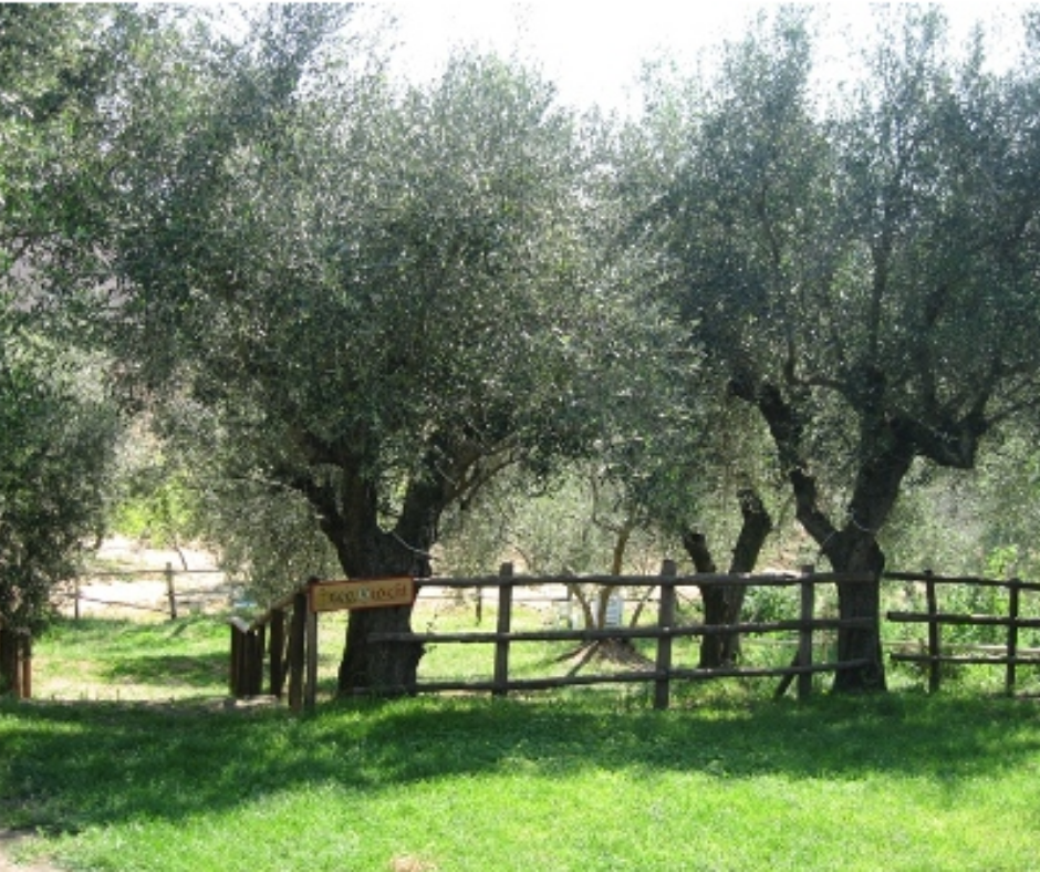 Il nostro Olio