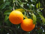 albero arancia
